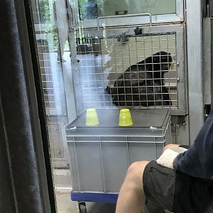 Chimpanzee in the research unit