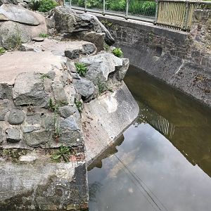 Sun bear moat