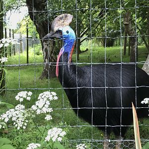 Cassowary