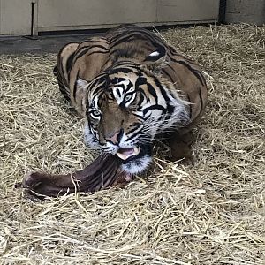 Lucu enjoying a deer leg