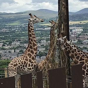 Nubian giraffes
