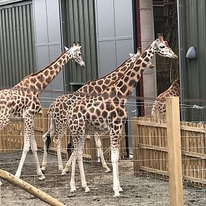 Giraffes