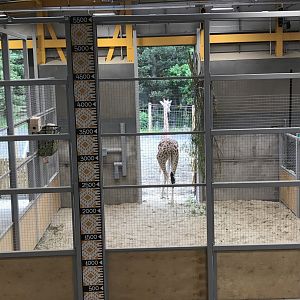 Part of giraffe indoors