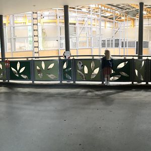 Giraffe lower indoor viewing