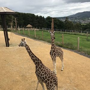 Giraffes in the enclosure
