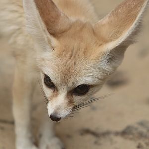 Fennec Fox
