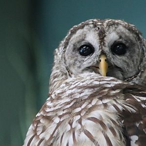 Barred Owl