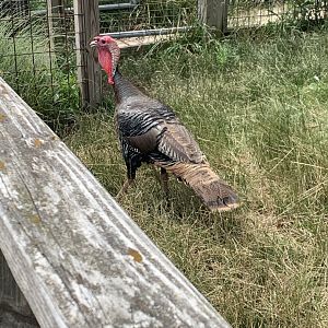 Jun. 2021- Wild turkey