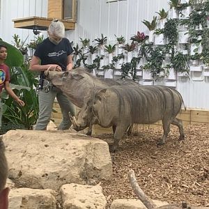 Jun. 2021- Common warthogs