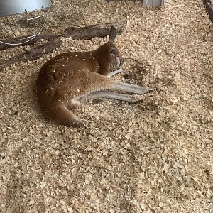 Jun. 2021- Red kangaroo