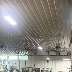 Jun. 2021- Linnaeus’s two-toed sloth ceiling set-up