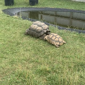 Jun. 2021- Aldabra giant tortoise and Sulcata tortoise