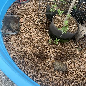 Jun. 2021- Wood turtles