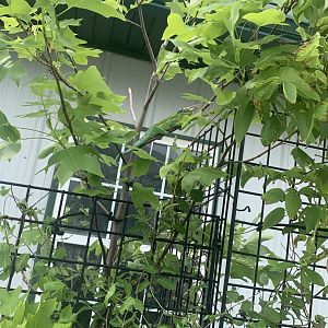 Jun. 2021- Jackson’s chameleon