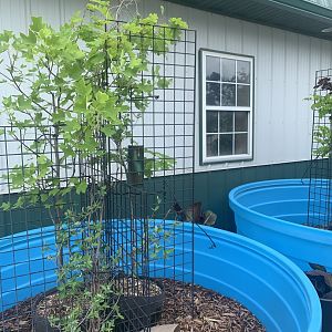 Jun. 2021- Outdoor chameleon/turtle setup