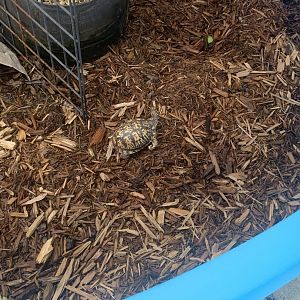 Jun. 2021- Eastern box turtle