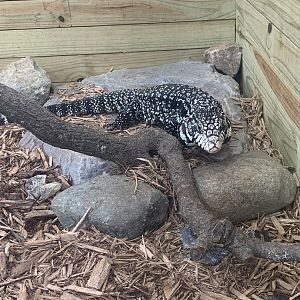 Jun. 2021- Black and white Argentine tegu