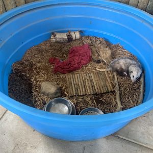 Jun. 2021- Virginia opossum display tub