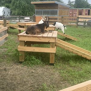 Jun. 2021- Nigerian dwarf goats