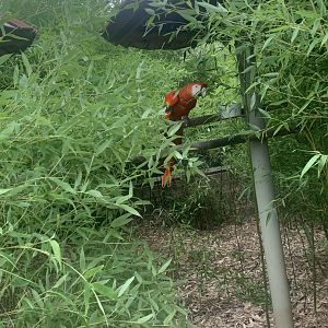 Jun. 2021- Scarlet macaw