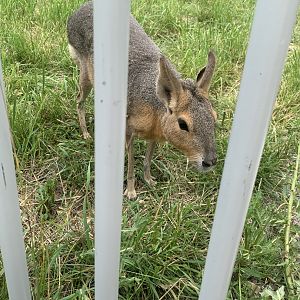 Jun. 2021- Patagonian mara