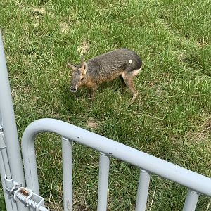 Jun. 2021- Patagonian mara
