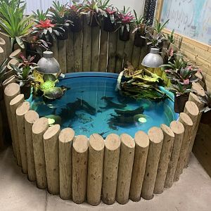 Jun. 2021- Typical aquatic turtle setup
