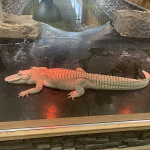 Jun. 2021- Albino American alligator