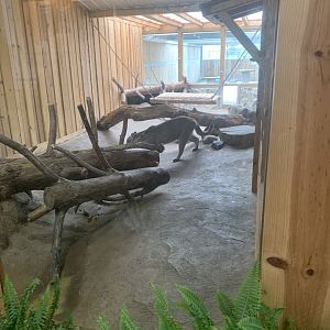 Jun. 2021- Cougar exhibit