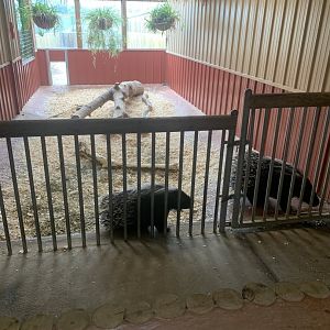 Jun. 2021- African crested porcupine exhibit