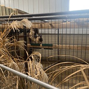 Jun. 2021- Linnaeus’s two-toed sloth holding cage