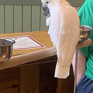Jun. 2021- Citron-crested cockatoo