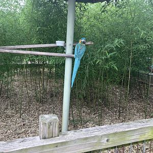 Jun. 2021- Blue-throated macaw