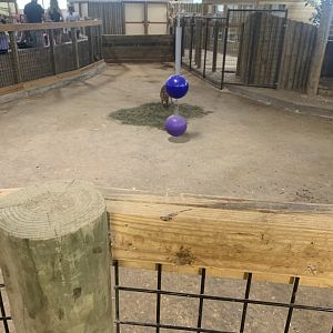 Jun. 2021- Reeves’s muntjac indoor area
