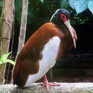Madagascar Crested Ibis