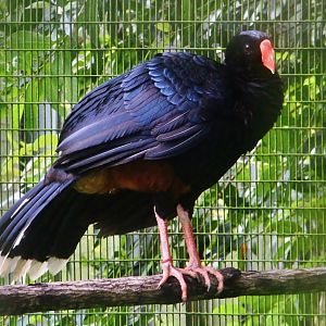 Razor-billed Curassow