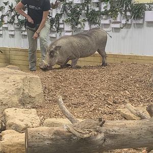 Jun. 2021- Common warthog