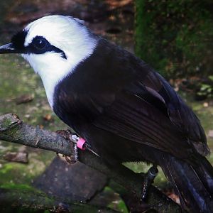 Wings of Asia - Sumatran Laughingthrush (Garrulax bicolor)