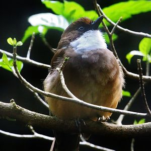 Wings of Asia - White-throated Laughingthrush (Garrulax albogularis)