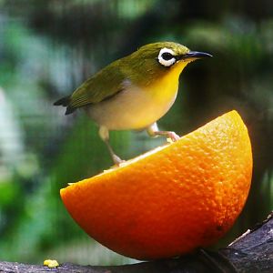 Wings of Asia - Oriental White-eye (Zosterops palpebrosus)