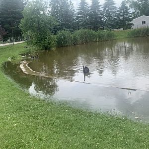 Jun. 2021- Australian black swan pond