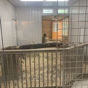 Jun. 2021- Bald eagle exhibit