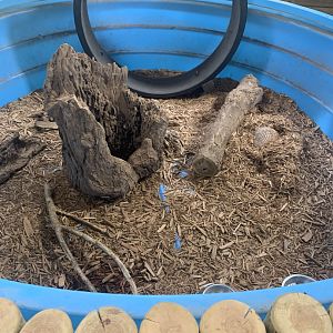 Jun. 2021- Big hairy armadillo display tub