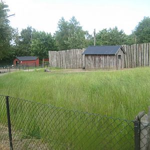 Munkholm Zoo - Meishan pig exhibit