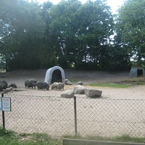 Munkholm Zoo - Vietnamese potbelly pig exhibit