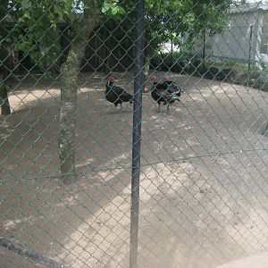 Munkholm Zoo - Turkey aviary