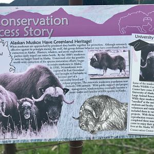 Muskox Information Sign