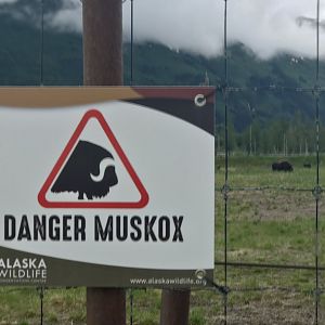 Not just your everyday Muskox…these are Danger Muskox