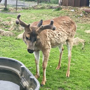 Sitka Blacktail Deer