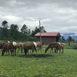 Elk